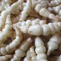 自家种植的螺丝菜上市了