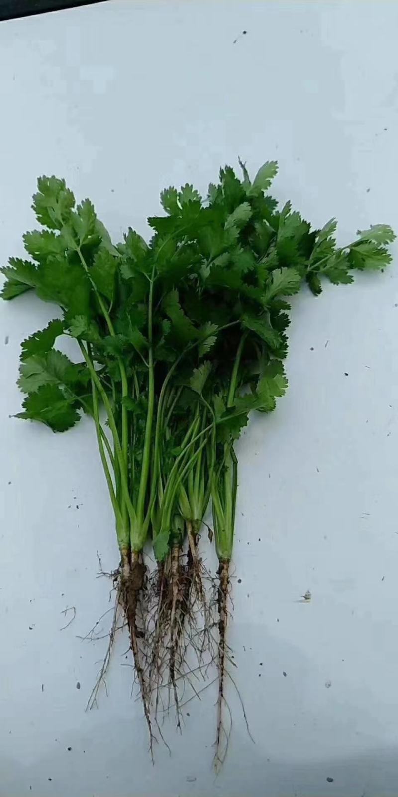 香菜，聊城铁杆青香菜，现货大量现货供应，大量现货供应链