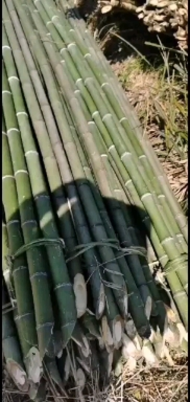 金竹，竹竿，竹制品批发，大量供应