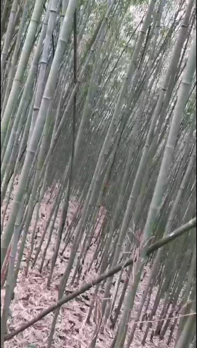 金竹，竹竿，竹制品批发，大量供应