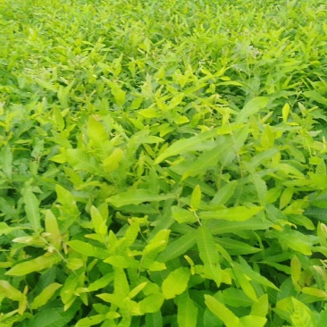 麻栎苗栓皮栎苗容器苗基地直供量大提供签证发票
