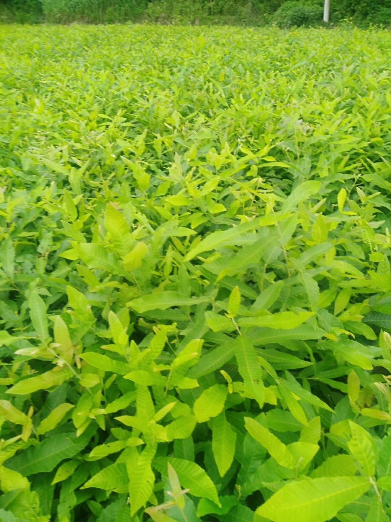 麻栎苗栓皮栎苗容器苗基地直供量大提供签证发票