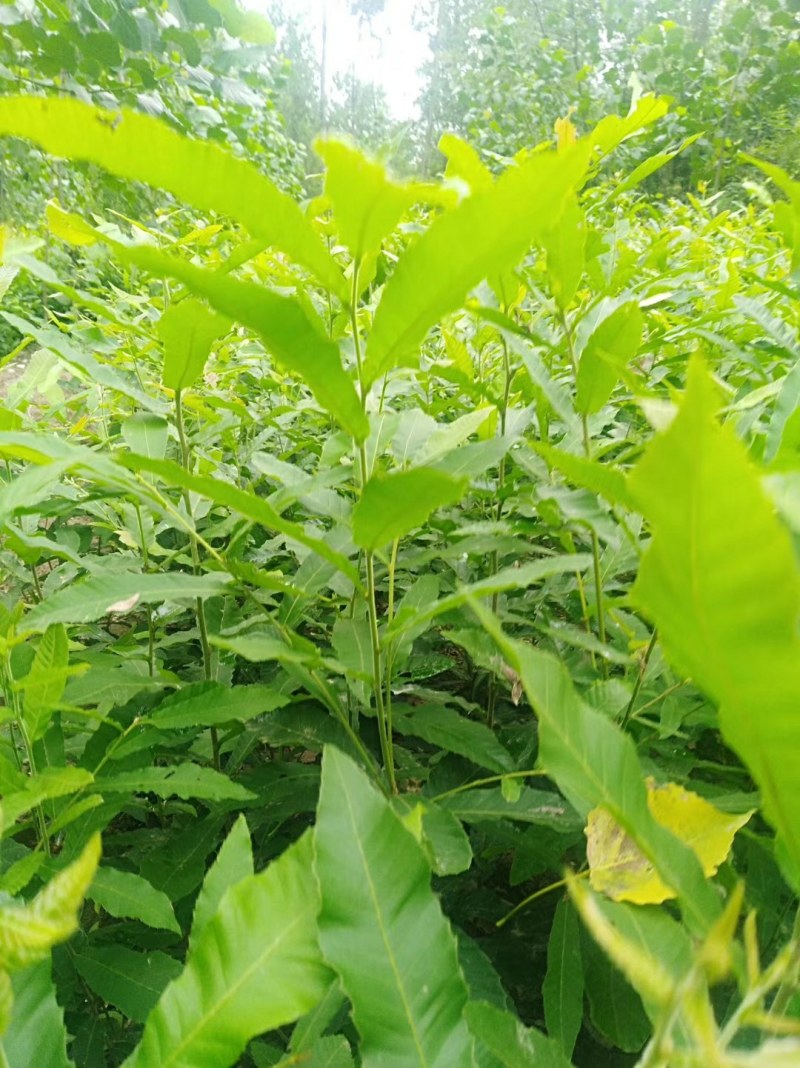麻栎苗栓皮栎苗容器苗基地直供量大提供签证发票