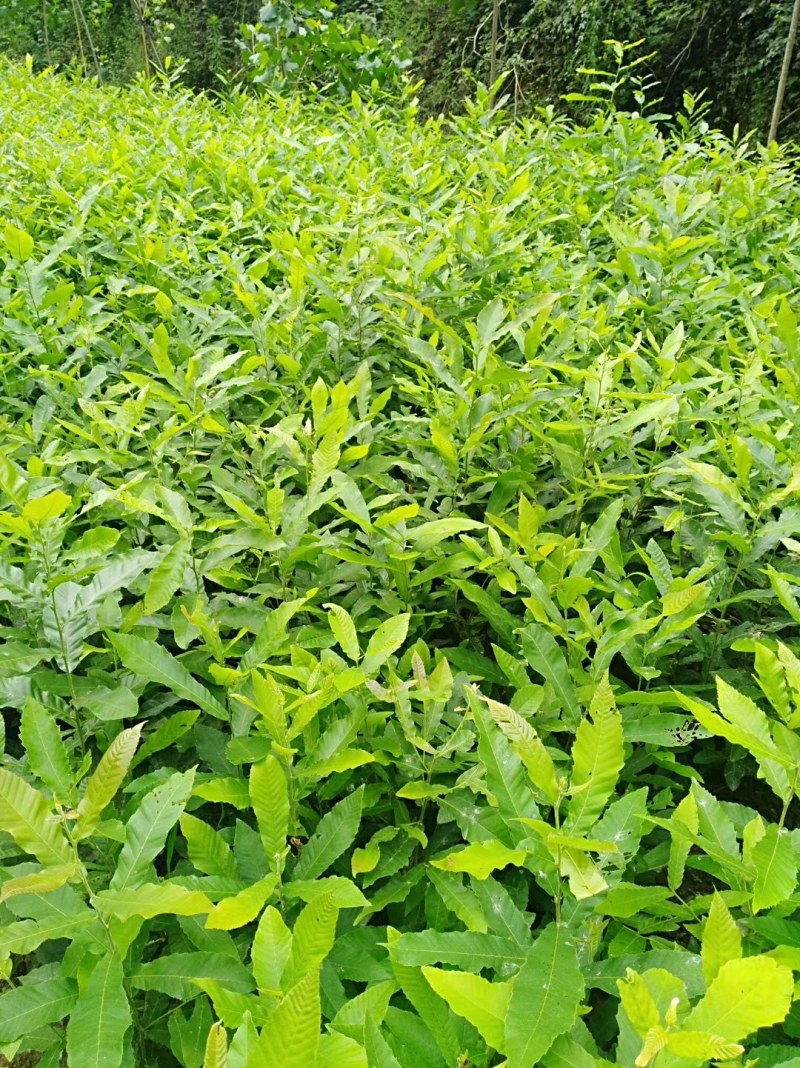 麻栎苗栓皮栎苗容器苗基地直供量大提供签证发票