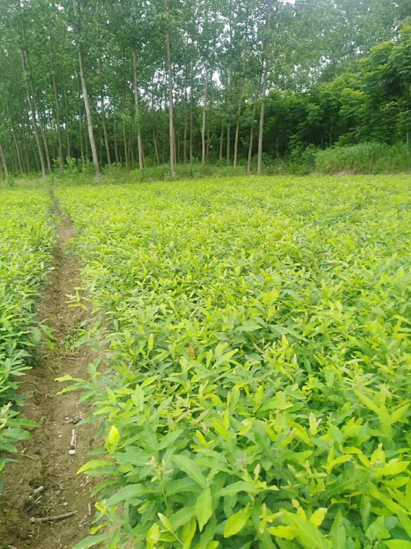 麻栎苗栓皮栎苗容器苗基地直供量大提供签证发票