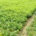 麻栎苗栓皮栎苗容器苗基地直供量大提供签证发票
