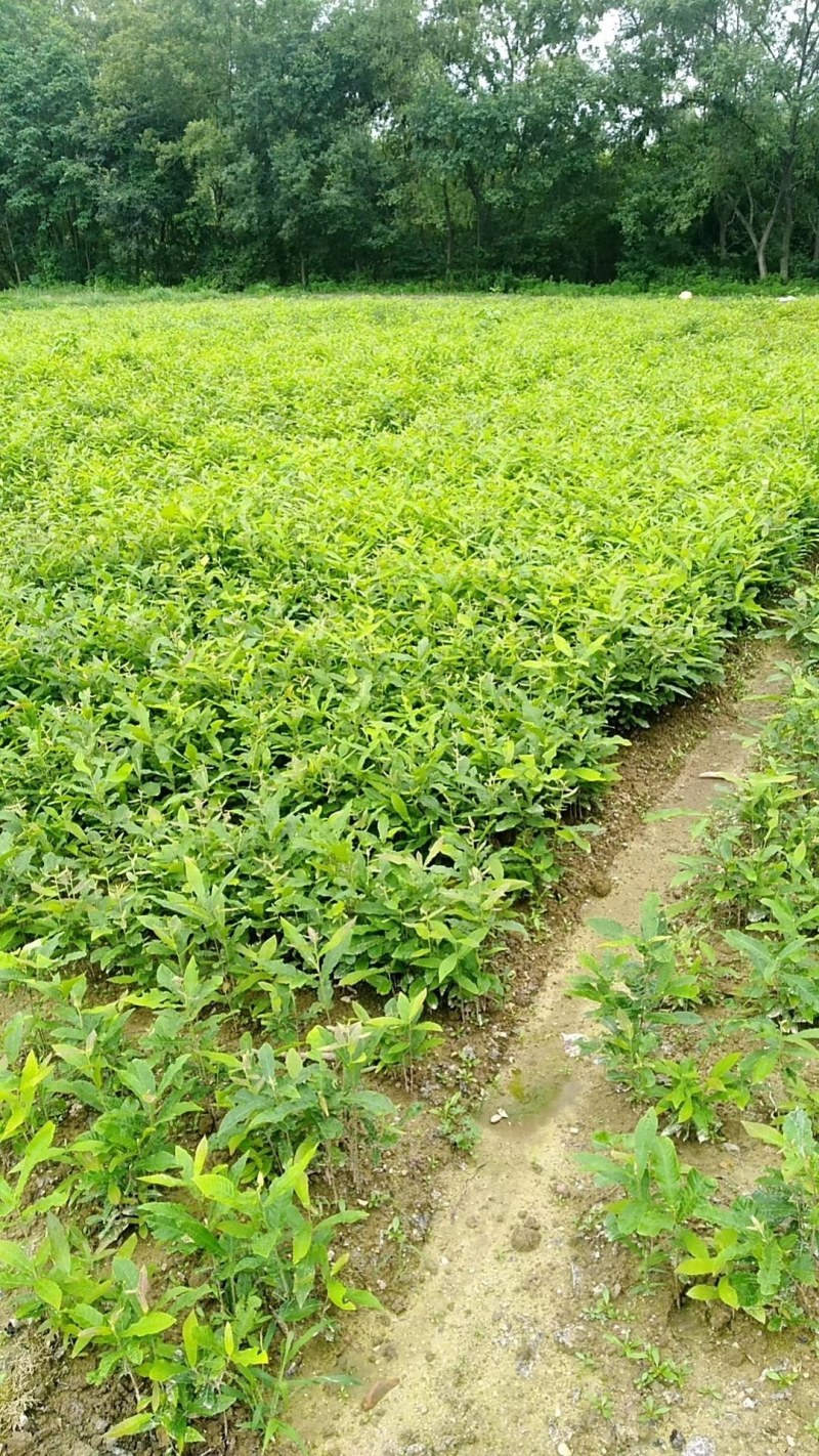 麻栎苗栓皮栎苗容器苗基地直供量大提供签证发票