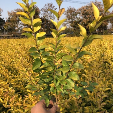 工程绿化苗金叶女贞农户苗高质量低价格可用小区景区道路别墅