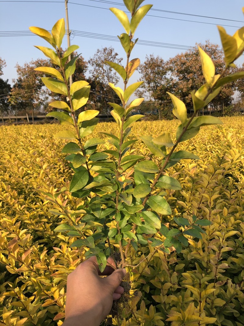 工程绿化苗金叶女贞农户苗高质量低价格可用小区景区道路别墅