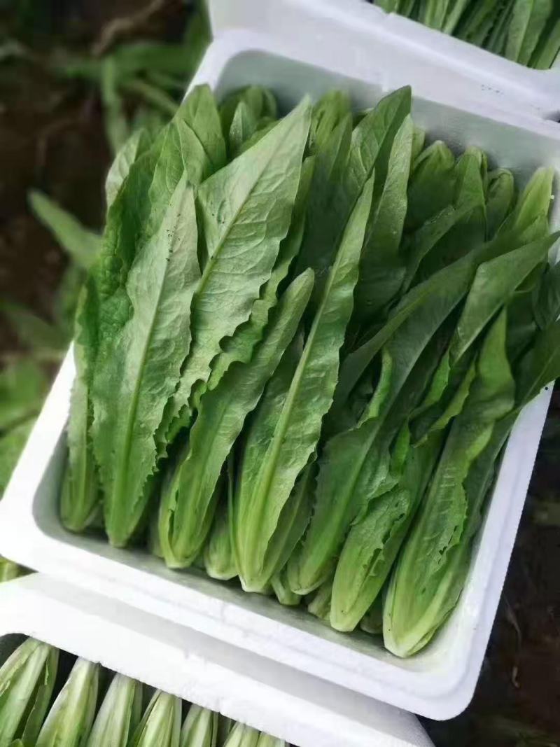 《精选》油麦菜，供应超市与各大市场诚信经营，质量保证