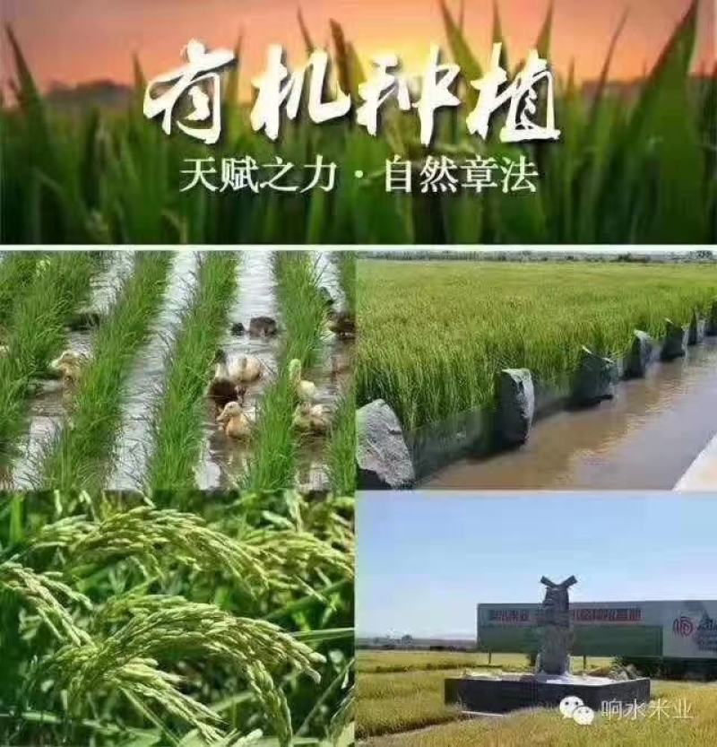 东北米石板长粒香米响水大米产区。米质晶莹剔透，软糯香甜。