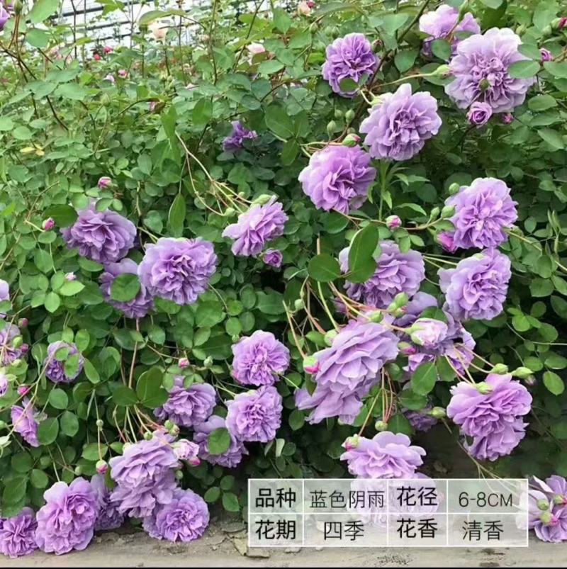 爬藤/灌木欧月小苗，适合公园，庭院，可地栽/盆栽