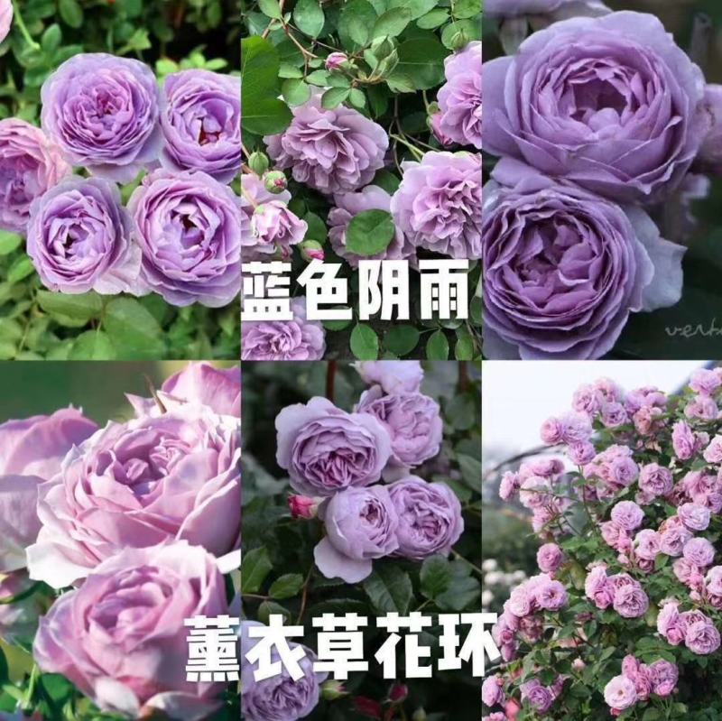 爬藤/灌木欧月小苗，适合公园，庭院，可地栽/盆栽