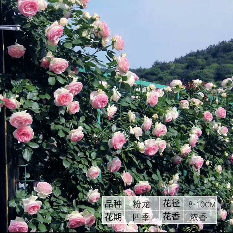爬藤/灌木欧月小苗，适合公园，庭院，可地栽/盆栽