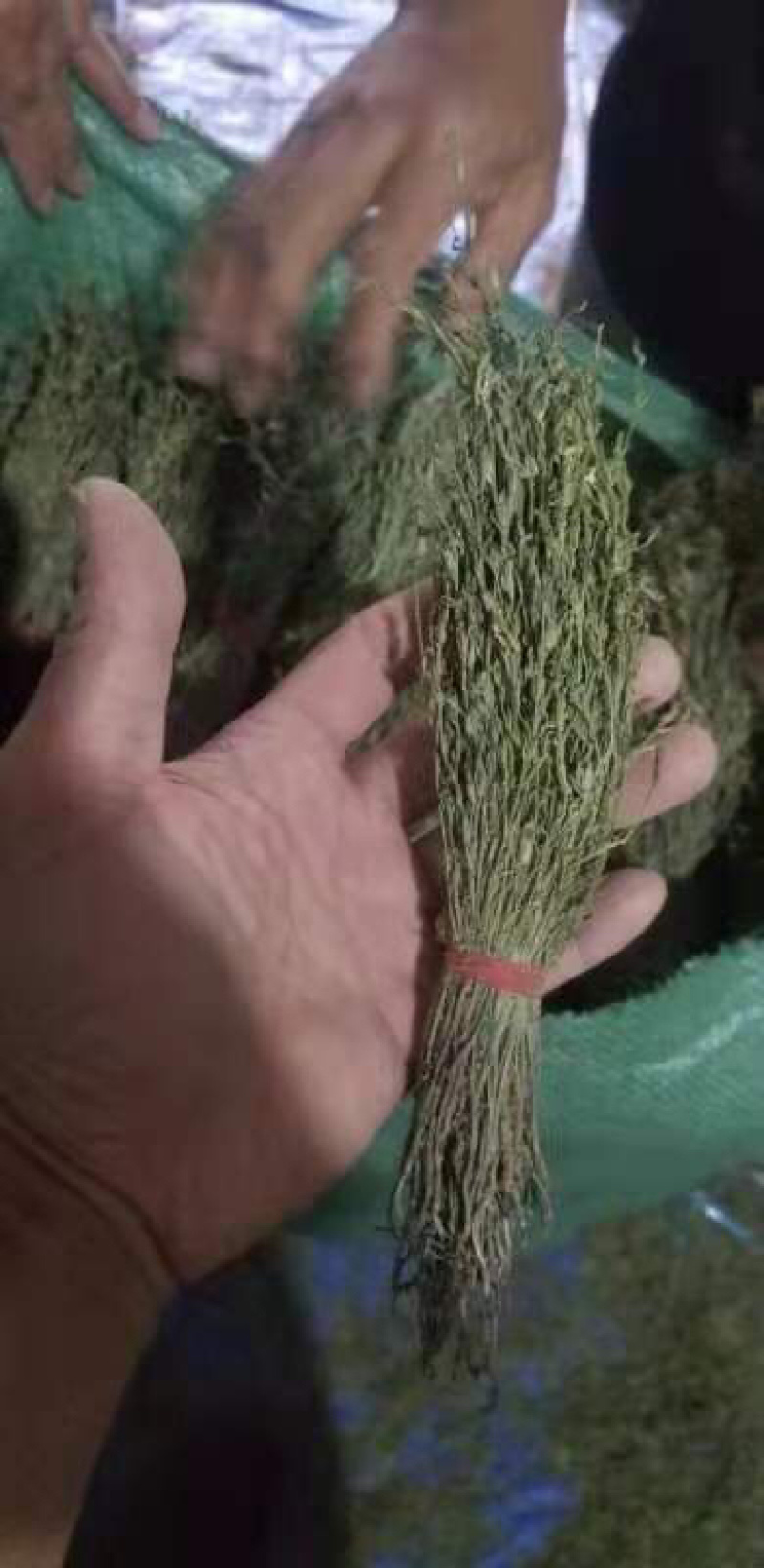 独脚金疳积草2021新货供药厂大货价钱商议五寸甘五寸疳