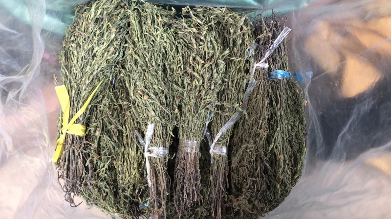 独脚金疳积草2021新货供药厂大货价钱商议五寸甘五寸疳