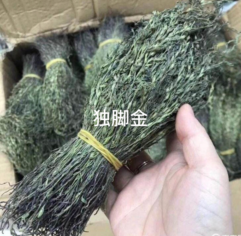 独脚金疳积草2021新货供药厂大货价钱商议五寸甘五寸疳