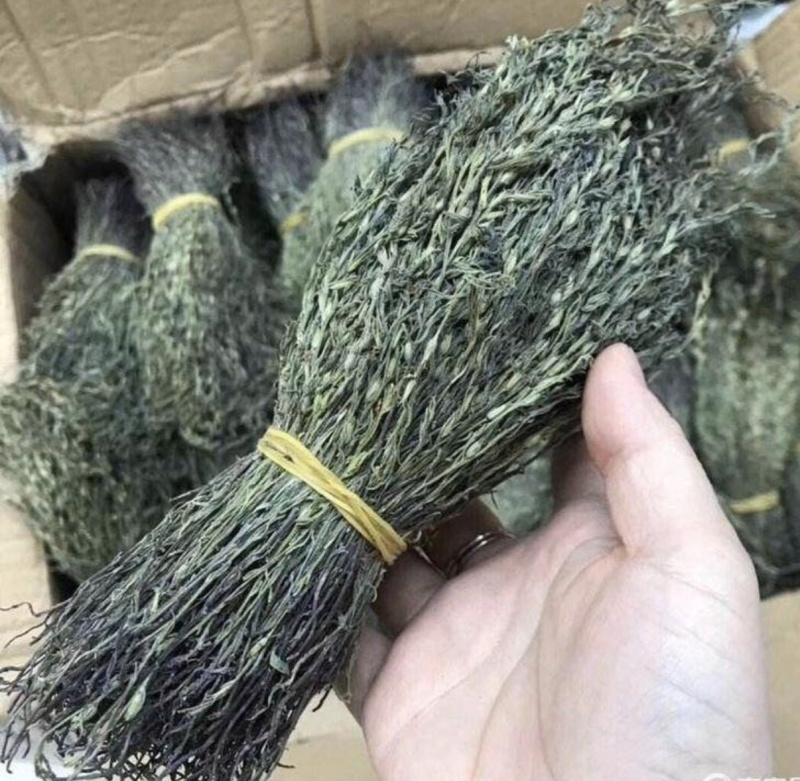 独脚金疳积草2021新货供药厂大货价钱商议五寸甘五寸疳