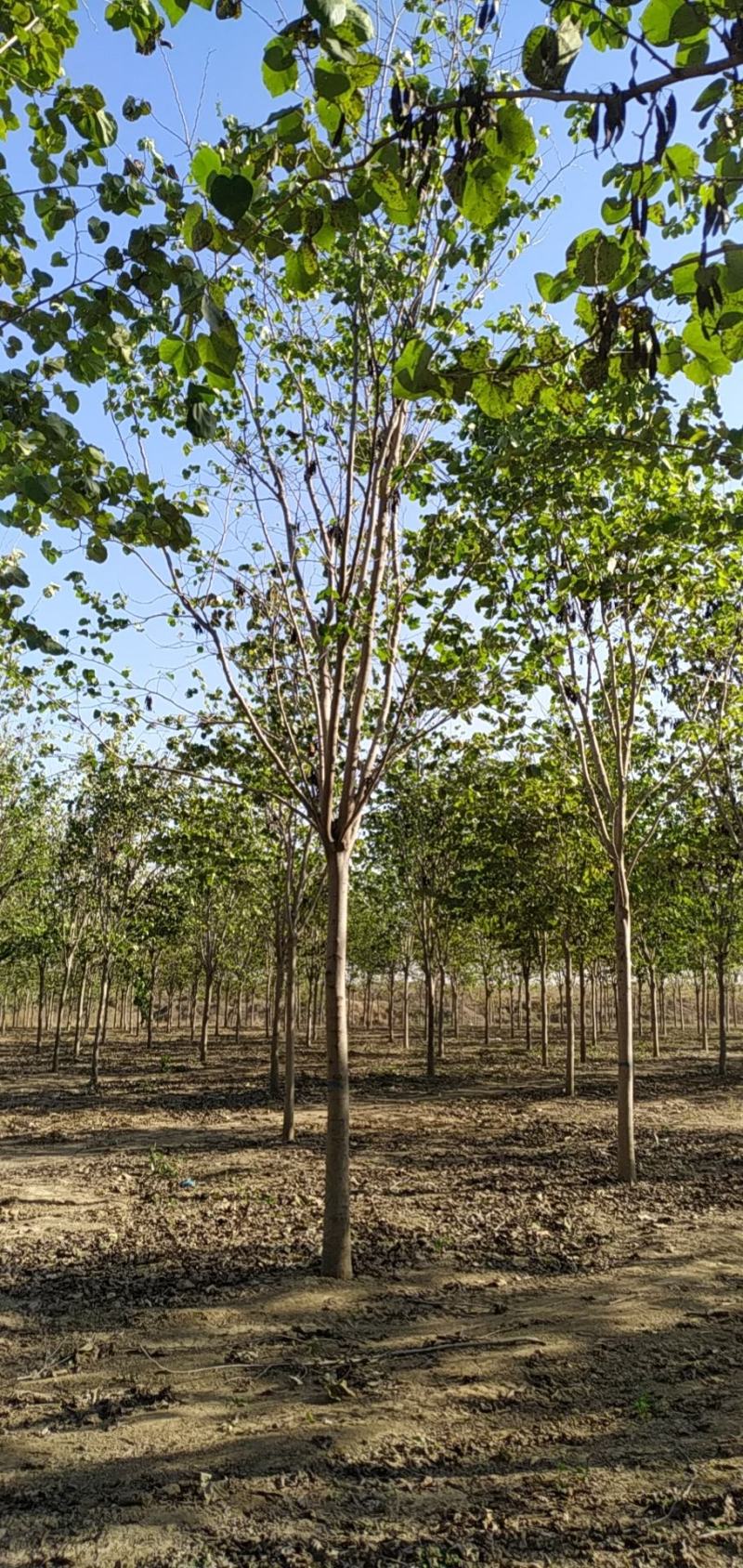 河南省鄢陵县精品巨紫荆，绿化工程树形优美