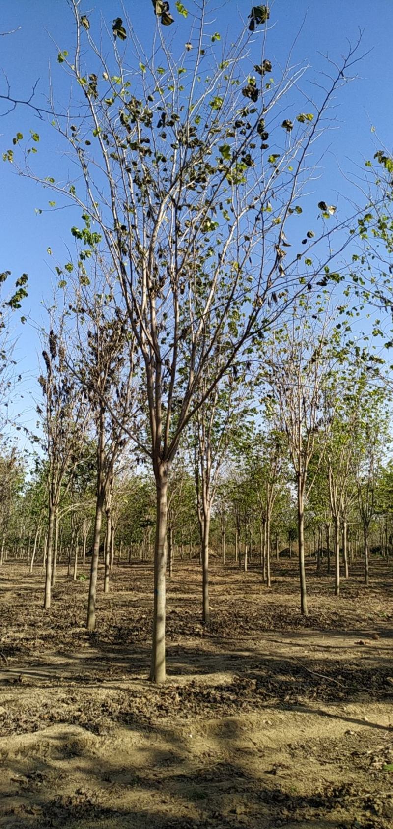 河南省鄢陵县精品巨紫荆，绿化工程树形优美