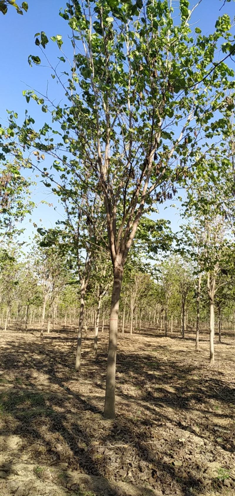 河南省鄢陵县精品巨紫荆，绿化工程树形优美