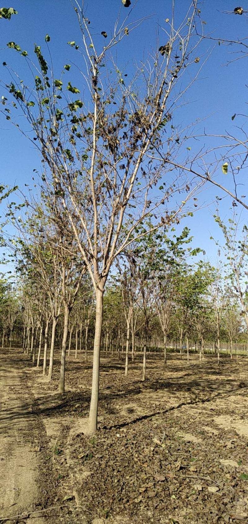河南省鄢陵县精品巨紫荆，绿化工程树形优美