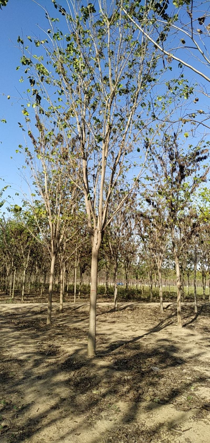 河南省鄢陵县精品巨紫荆，绿化工程树形优美