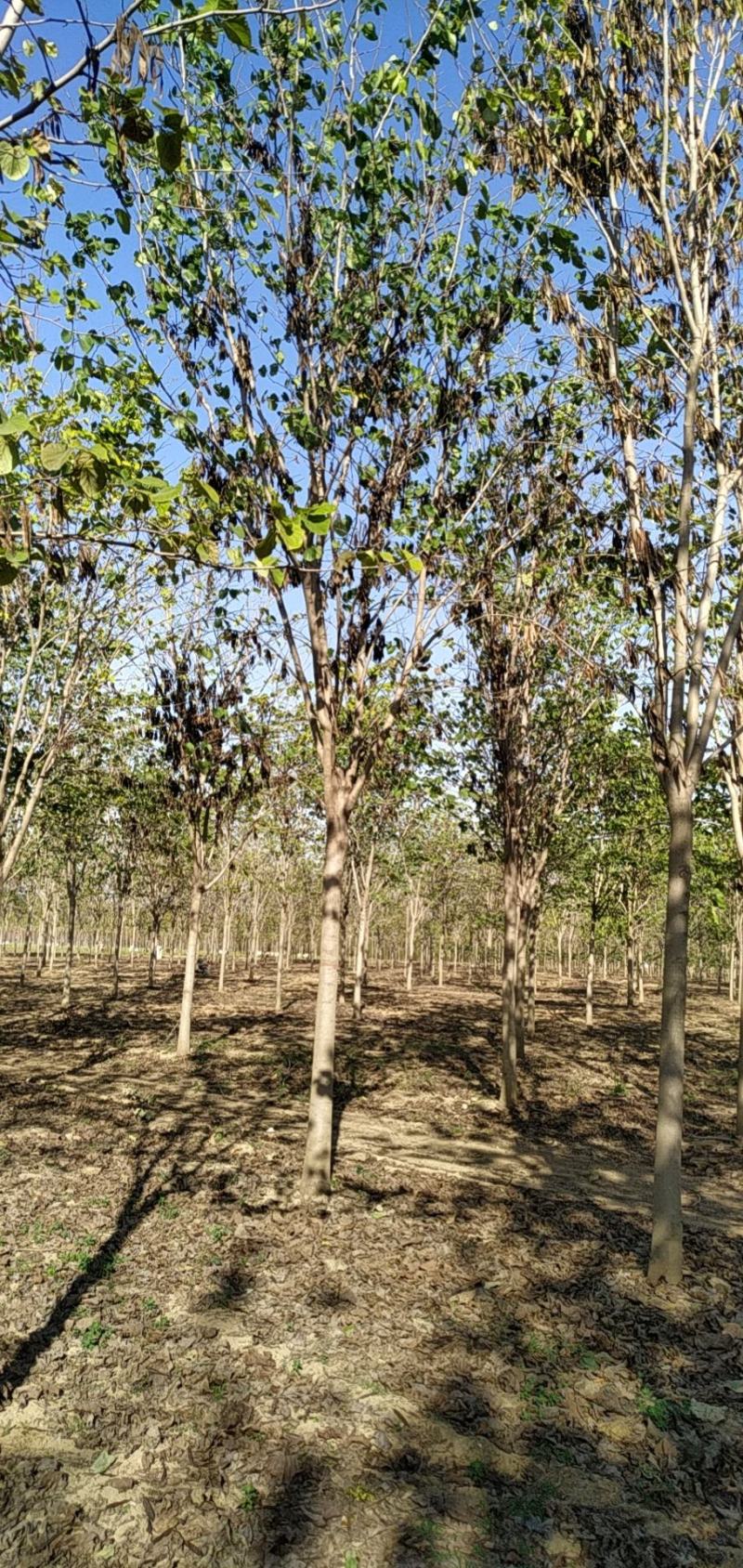 河南省鄢陵县精品巨紫荆，绿化工程树形优美