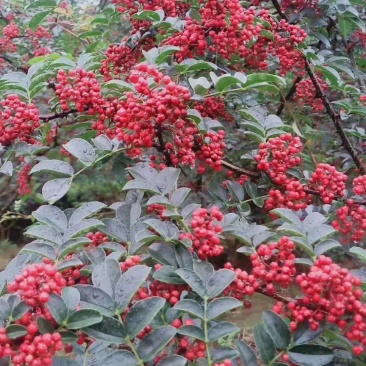 优质红花椒苗（汉源贡椒苗），九叶青花椒苗，提供技术指导。