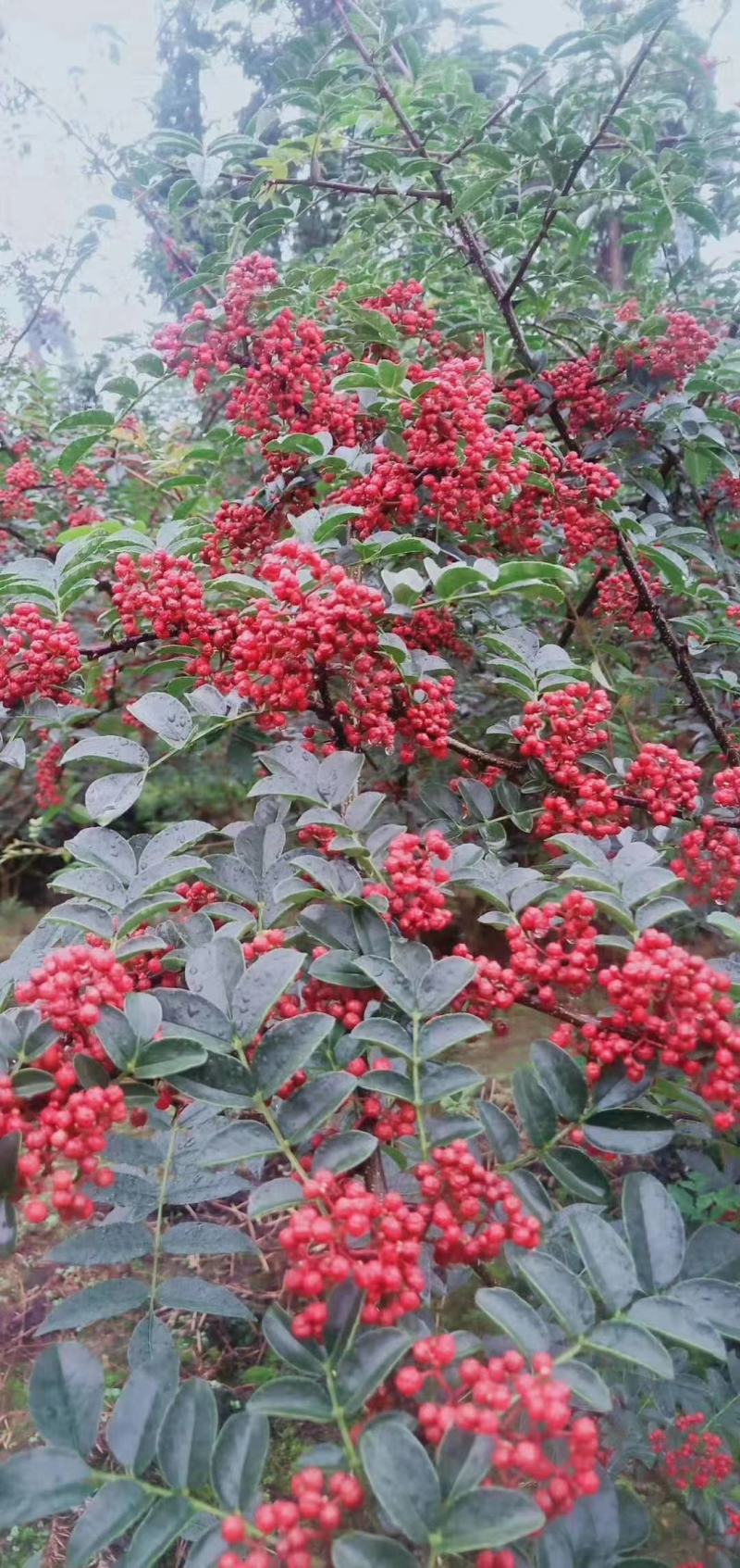优质红花椒苗（汉源贡椒苗），九叶青花椒苗，提供技术指导。