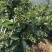 优质红花椒苗（汉源贡椒苗），九叶青花椒苗，提供技术指导。