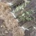 优质红花椒苗（汉源贡椒苗），九叶青花椒苗，提供技术指导。