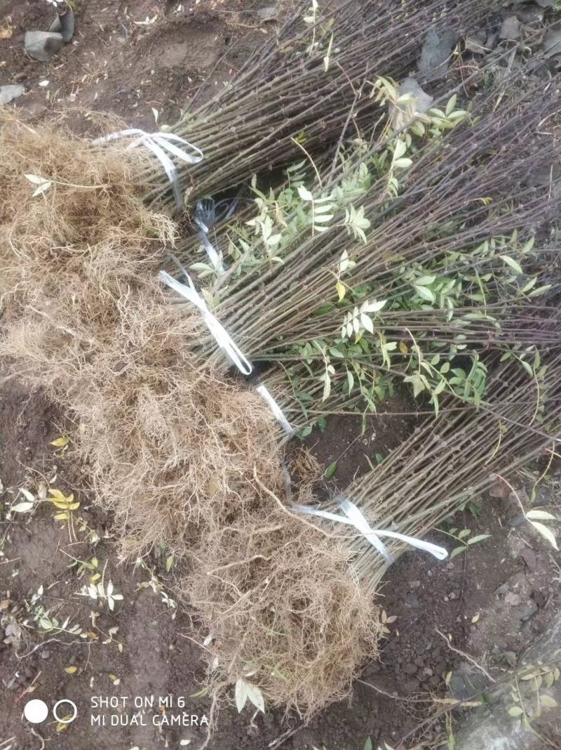 优质红花椒苗（汉源贡椒苗），九叶青花椒苗，提供技术指导。