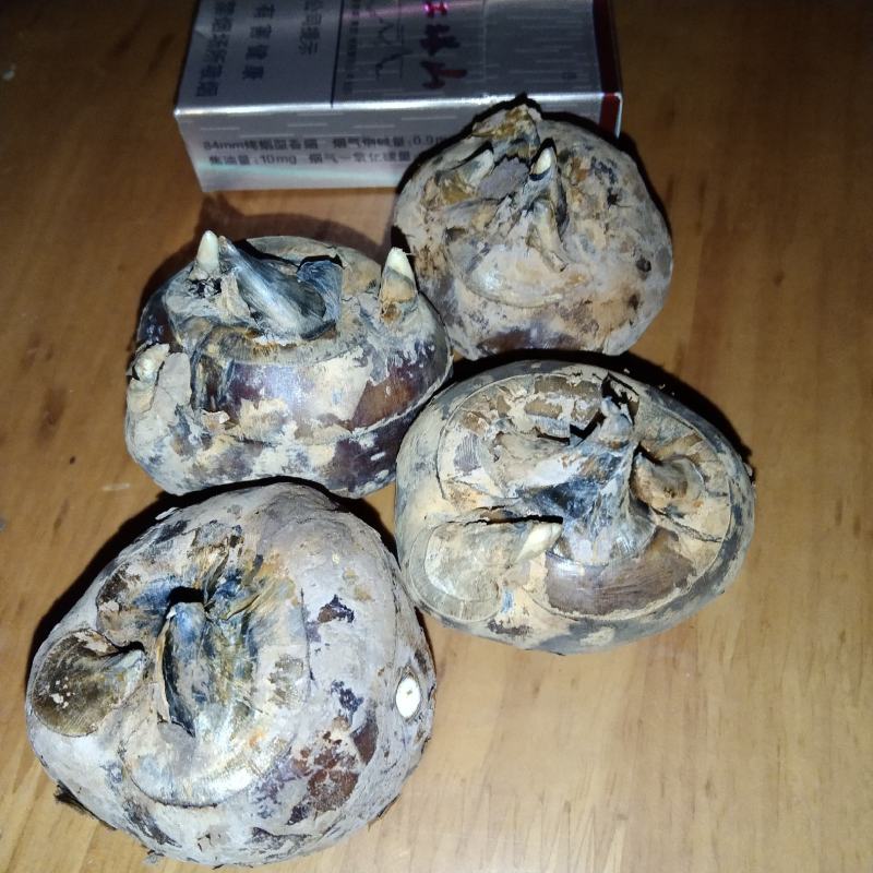 广西贵港市荸荠.马蹄