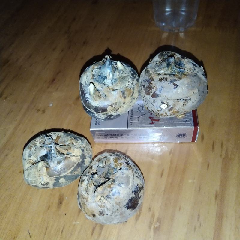 广西贵港市荸荠.马蹄