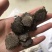 木鳖子木别子别名漏苓子藤桐子保庆药业批发
