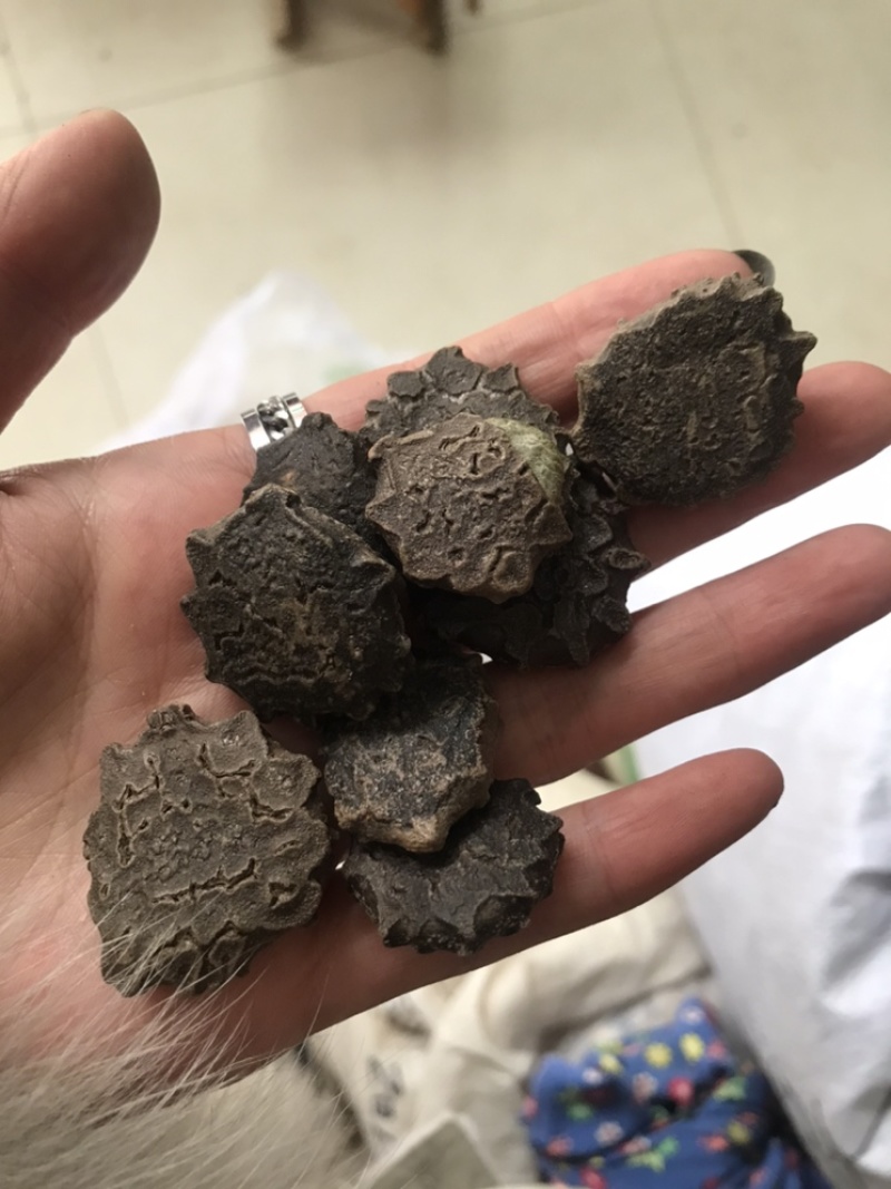 木鳖子木别子别名漏苓子藤桐子保庆药业批发