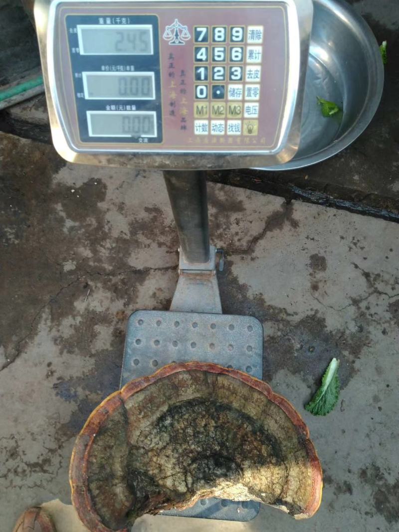 松灵芝，干货，统货，有需要可以预订，要量大的可以提前预订