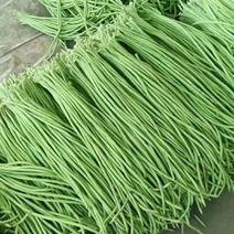 曲江精品豇豆大量上市中，又细又绿，欢迎各位老板前来合作