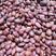 缅甸进口纯正红小扁豆，质量好，口感佳！