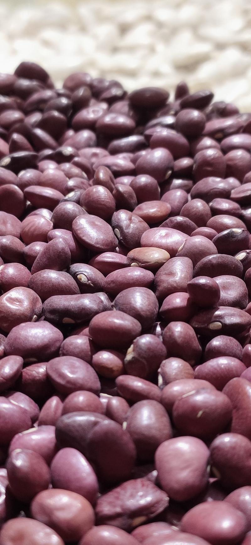 缅甸进口纯正红小扁豆，质量好，口感佳！
