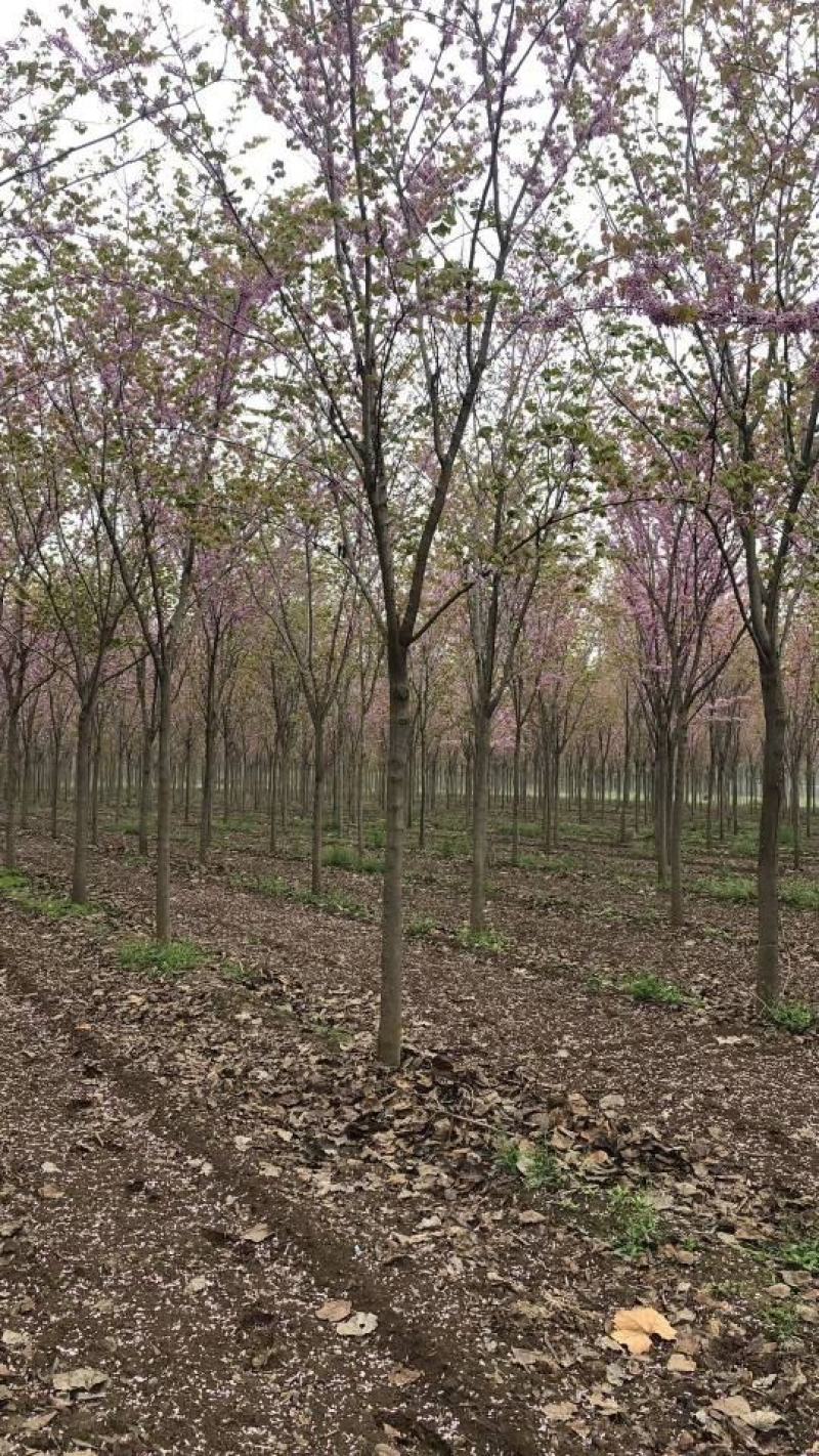 河南鄢陵精品巨紫荆，绿化工程树形优美