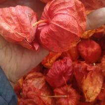 红菇娘药食同源，烘干红菇娘，产于吉林省白城市镇赉县五棵树