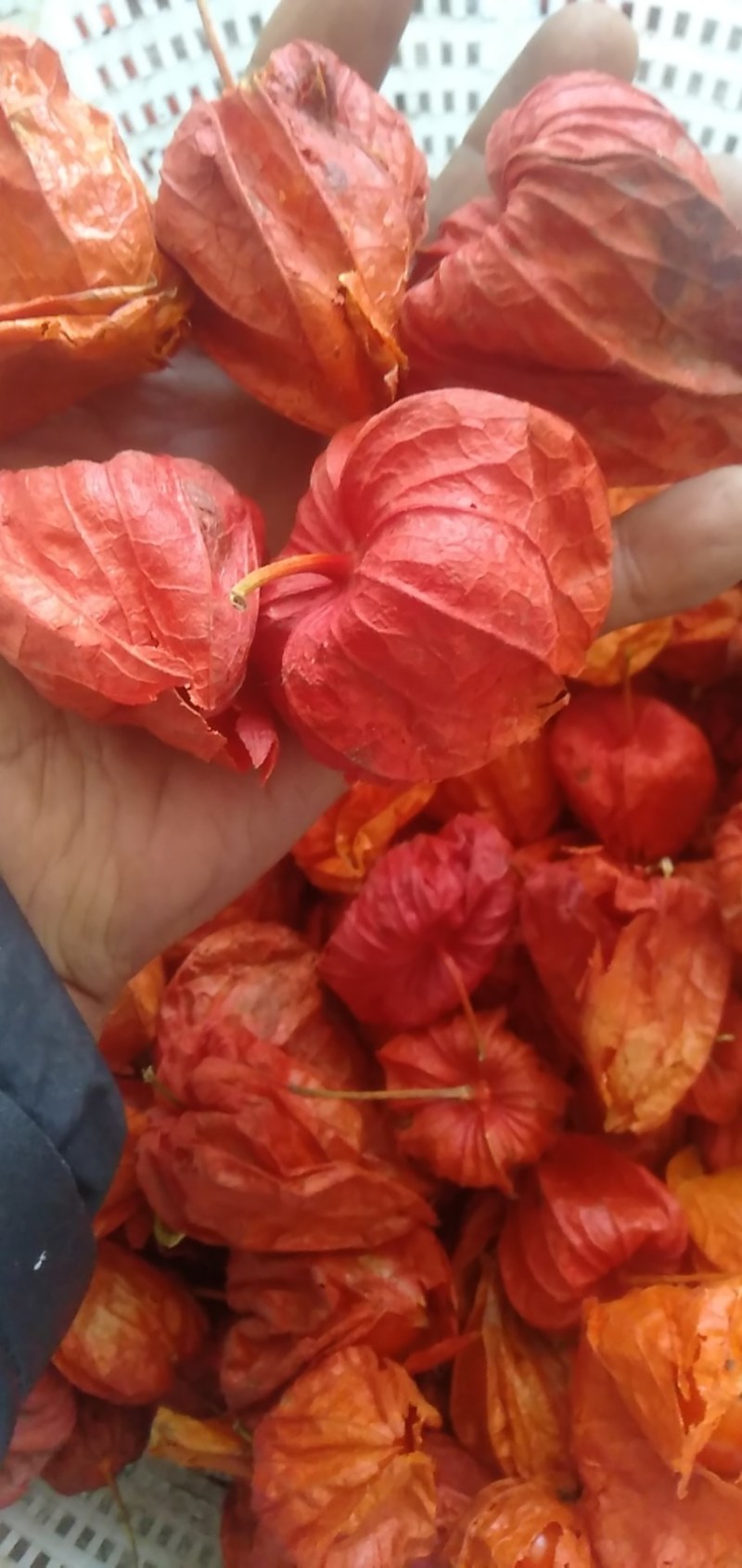红菇娘药食同源，烘干红菇娘，产于吉林省白城市镇赉县五棵树