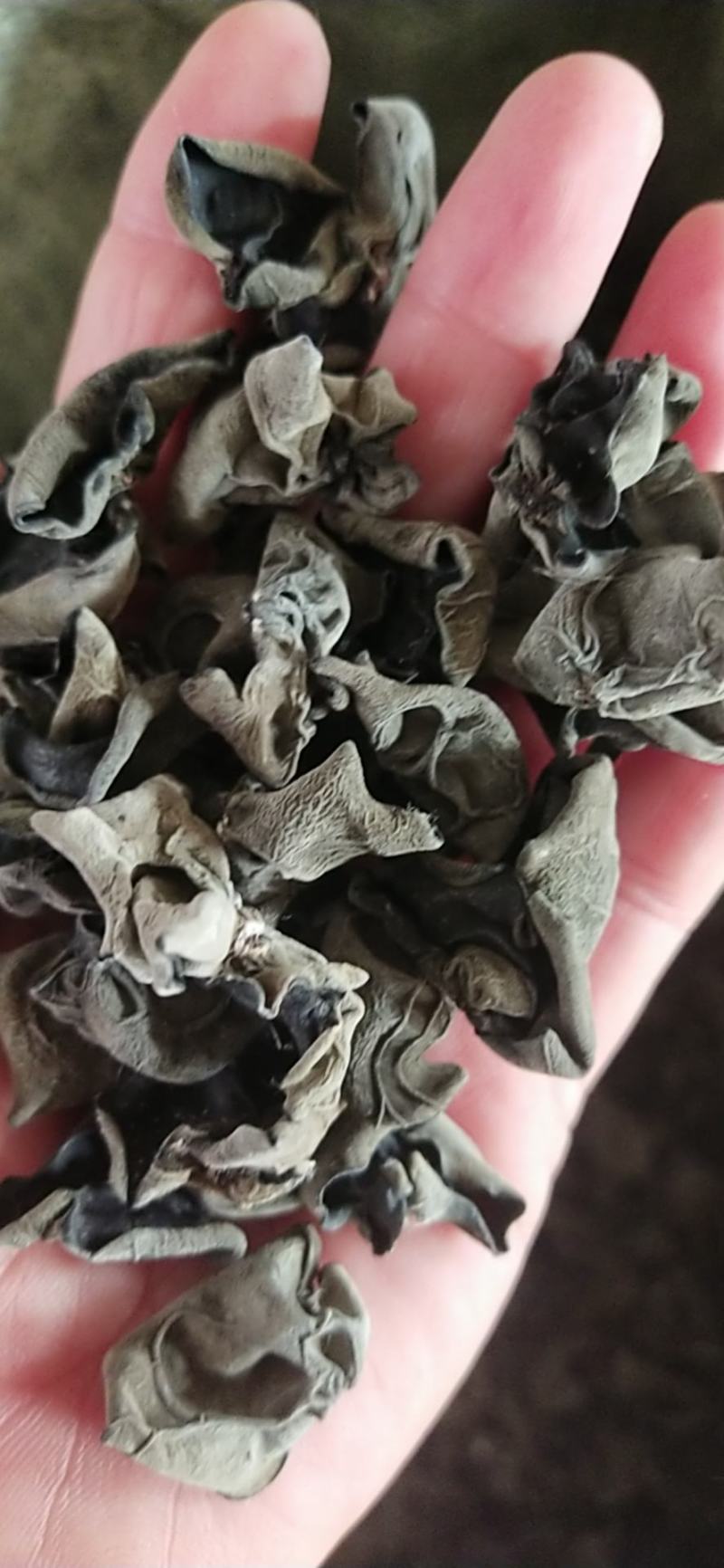 东北水发木耳，小碗耳，黑山木耳，黑厚小木耳全国发货