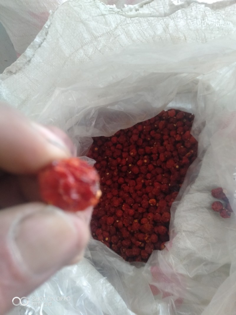 红菇娘药食同源，烘干红菇娘，产于吉林省白城市镇赉县五棵树