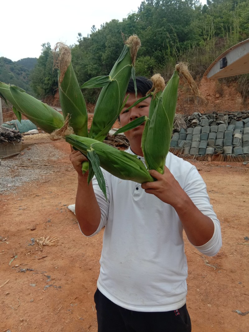 新鲜玉米万糯2000白糯玉米大量上市