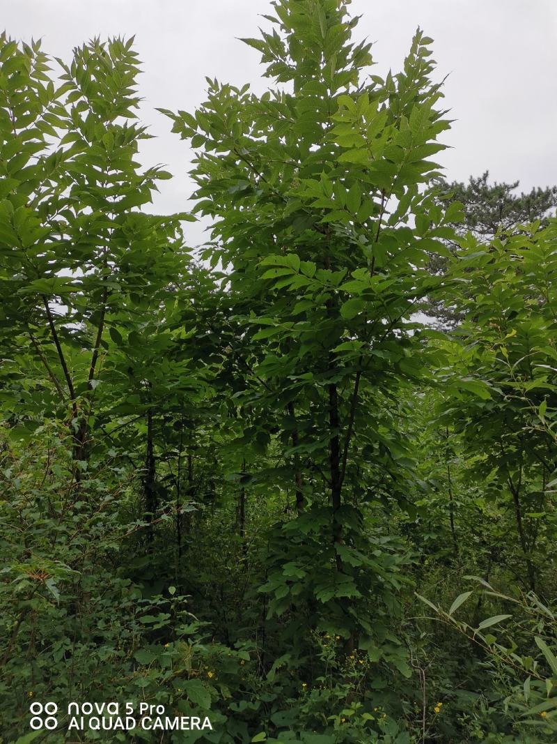 水曲柳，精品，树型优美，质量过硬，产地货源，货源充足！！