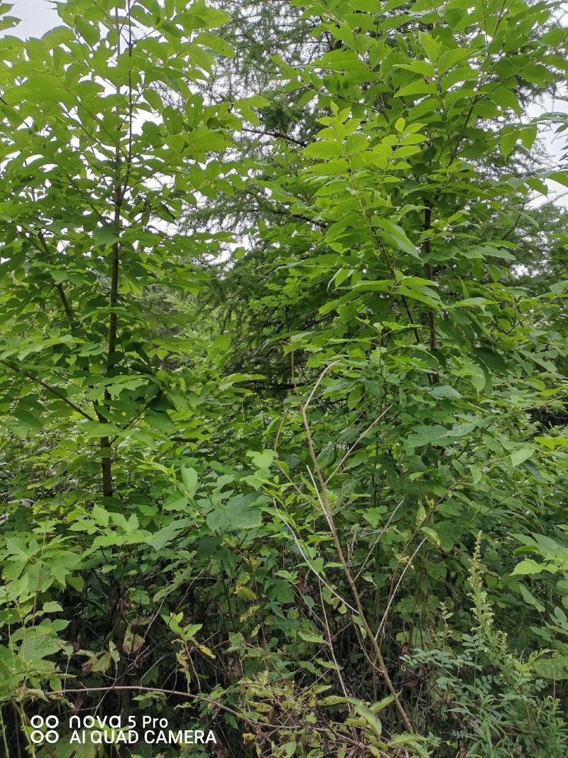 水曲柳，精品，树型优美，质量过硬，产地货源，货源充足！！