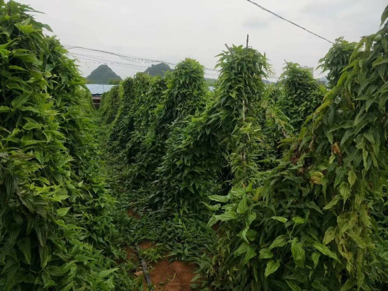 广西红花百部苗，5个薯起，基地直供，货源充足